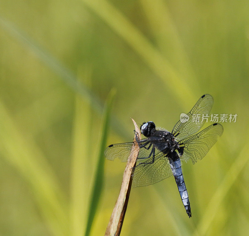 蓝追蜻蜓(Libellula fulva)雄性